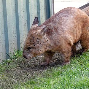 Hairy-nosed Wombat