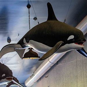 Killer Whale models