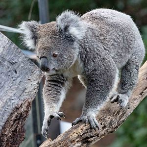 Koala