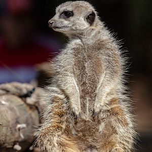 Meerkat