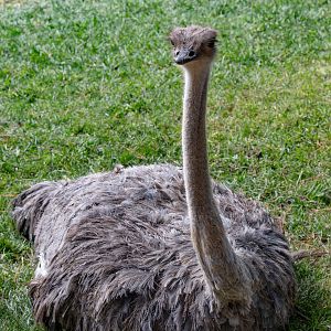 Ostrich