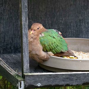 Pacific Emerald Dove