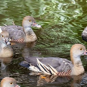 Plumed Whistling-duck