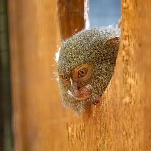 Pygmy Marmoset