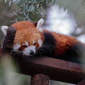 Red Panda