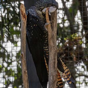 Red-tailed Black Cockatoo