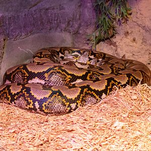 Reticulated Python
