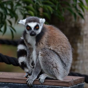 Ring-tailed Lemur