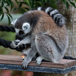 Ring-tailed Lemur