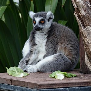 Ring-tailed Lemur