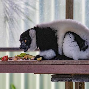 Ruffed Lemur