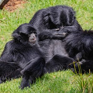 Siamangs