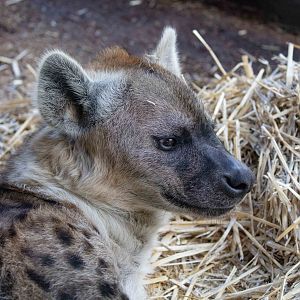 Spotted Hyena