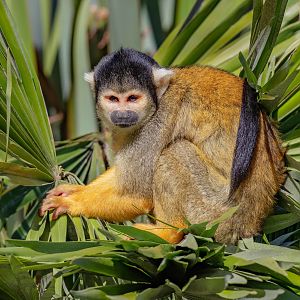 Squirrel Monkey