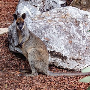 Swamp Wallaby