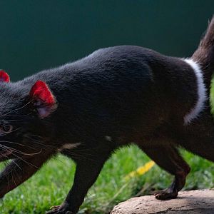 Tasmanian Devil