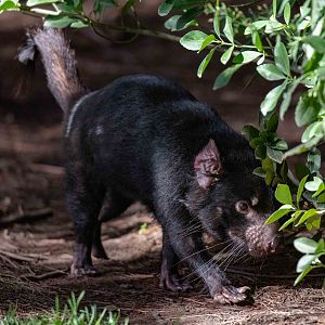 Tasmanian Devil