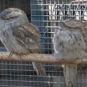 Tawny Frogmouth
