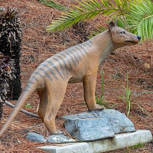 Thylacine model