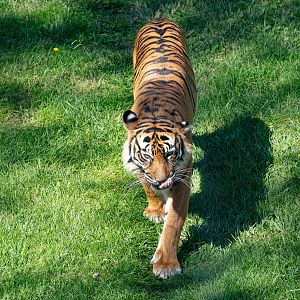 Sumatran Tiger