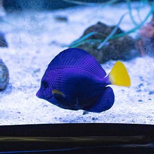 Yellowtail Tang