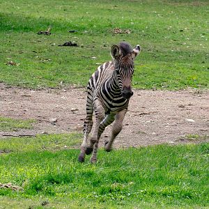 Zebra foal