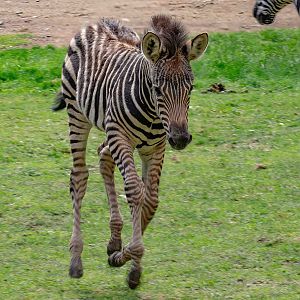 Zebra foal
