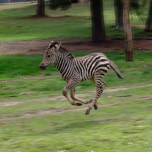 Zebra foal