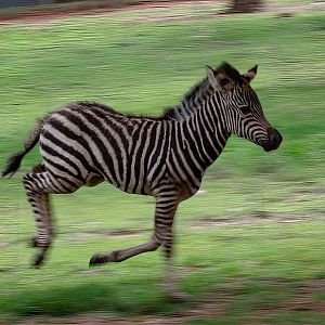 Zebra foal