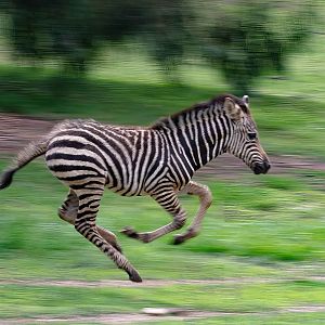 Zebra foal