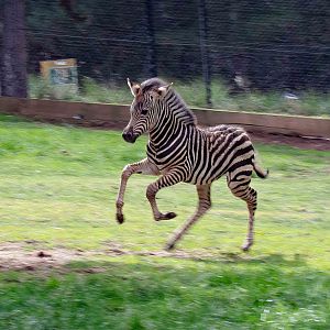 Zebra foal