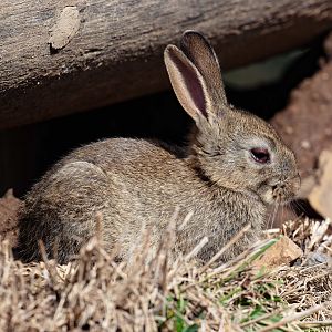 Rabbit living in the Hairy-nosed Wombat Exhibit