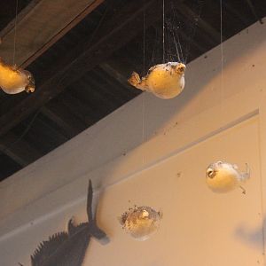 Taxidermy Pufferfish