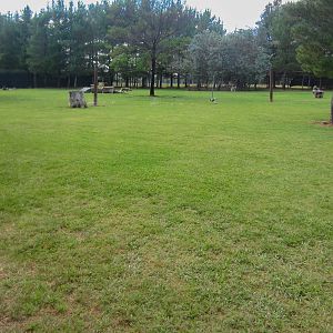 Africa Wild Dog exhibit