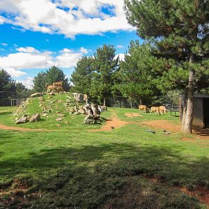 Barbary Sheep enclosure