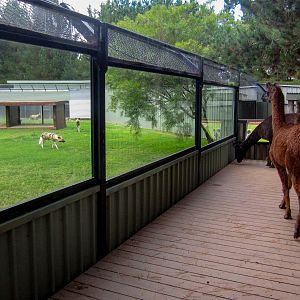 African Wild Dogs and Llamas