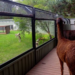 African Wild Dogs and Llamas