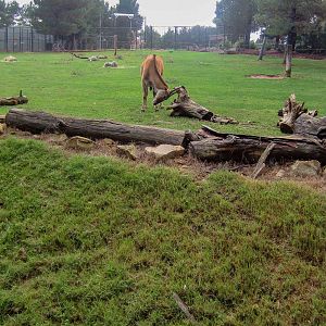 Eland exhibit