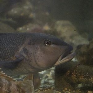 Parapercis colias (named “Boris”)