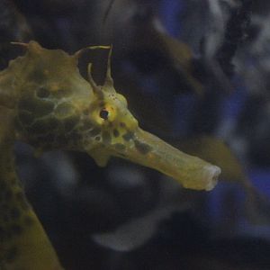 Seahorse