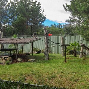 Ringtail Lemur exhibit