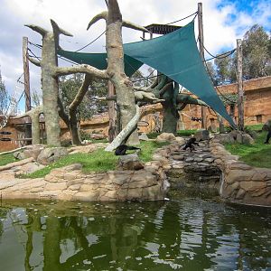 Siamang enclosure