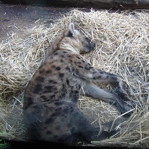Spotted Hyena