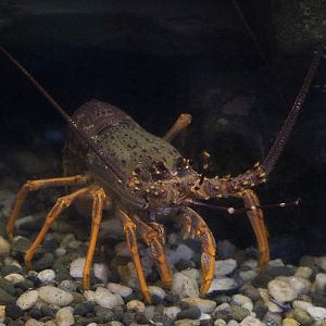 Crayfish