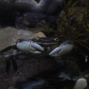 Cyclograpsus lavauxi