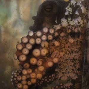 Octopus with eggs
