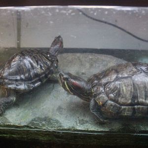 Red-eared sliders