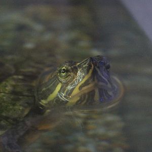 Red-eared Slider