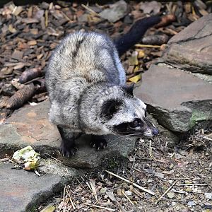 Eifel-Zoo - Philippine Palm civet(Paradoxurus hermaphroditus philippinensis)