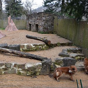 Eifel-Zoo - 'Urwald' Dingo (Canis lupus f.hallstromi)